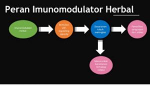 peran imunomodulator